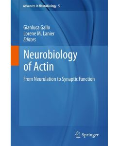 Neurobiology of Actin From Neurulation to Synaptic Function