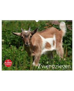 Zwergziegen (Wandkalender 2024 DIN A3 quer), CALVENDO Monatskalender Die wohl bekannteste Ziege - Arno Klatt