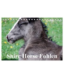 Shire Horse Fohlen (Tischkalender 2024 DIN A5 quer), CALVENDO Monatskalender Die größten Pferde der Welt im Babyfell! - Elisabeth Stanzer