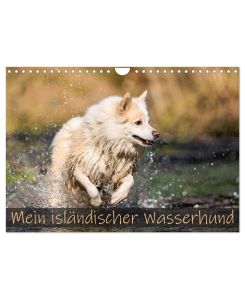 Mein isländischer Wasserhund (Wandkalender 2025 DIN A4 quer), CALVENDO Monatskalender Vor meinem Islandhund Djarfur ist kein Gewässer sicher. - Monika Scheurer