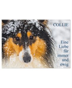 Collies - Eine Liebe für immer und ewig (Wandkalender 2025 DIN A2 quer), CALVENDO Monatskalender 13 wundervolle Fotos der Fotografin Sigrid Starick von großen und kleinen bezaubernden Collies - Sigrid Starick