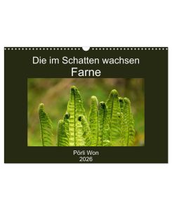 Die im Schatten wachsen - Farne (Wandkalender 2026 DIN A3 quer), CALVENDO Monatskalender Geheimnisvolle Farnwelt