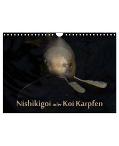 Nishikigoi oder Koi Karpfen (Wandkalender 2026 DIN A4 quer), CALVENDO Monatskalender Nishikigoi oder einfacher 