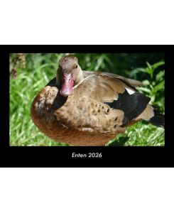 Enten 2026 Fotokalender DIN A3 Monatskalender mit Bild-Motiven von Haustieren, Bauernhof, wilden Tieren und Raubtieren - Tobias Becker